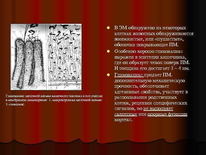       l В ЭМ обнаружено на некоторых  