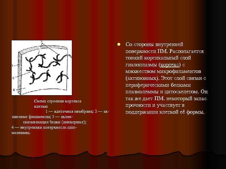      l  Со стороны внутренней    