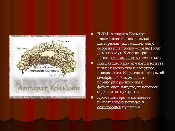 l В ЭМ. Аппарата Гольджи  представлен сплющенными  цистернами (или мешочками),  собранные