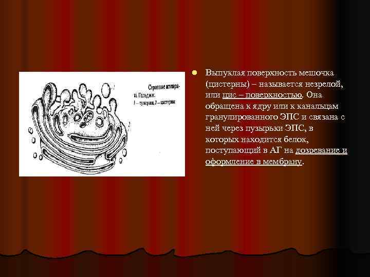 l  Выпуклая поверхность мешочка (цистерны) – называется незрелой, или цис – поверхностью. Она