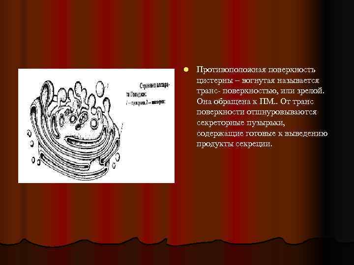 l  Противоположная поверхность цистерны – вогнутая называется транс- поверхностью, или зрелой. Она обращена