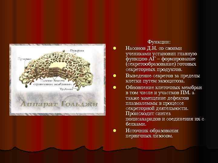    Функции: l  Насонов Д. Н. со своими учениками установил главную