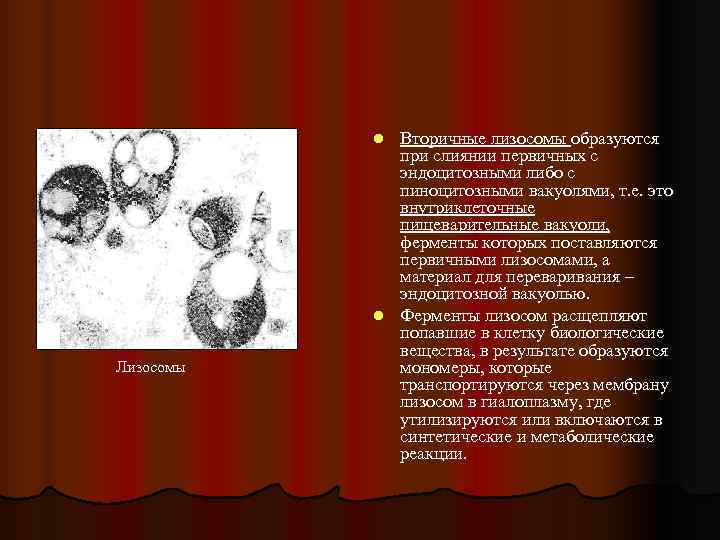 Вторичная лизосома. Лизосомы образуются в. Первичные лизосомы имеют. Лизосомы формируются на. Образование первичных и вторичных лизосом.