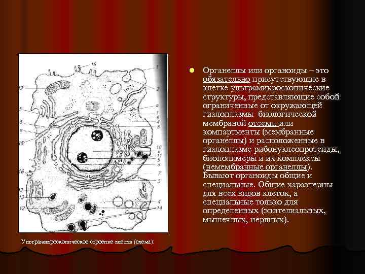      l  Органеллы или органоиды – это  