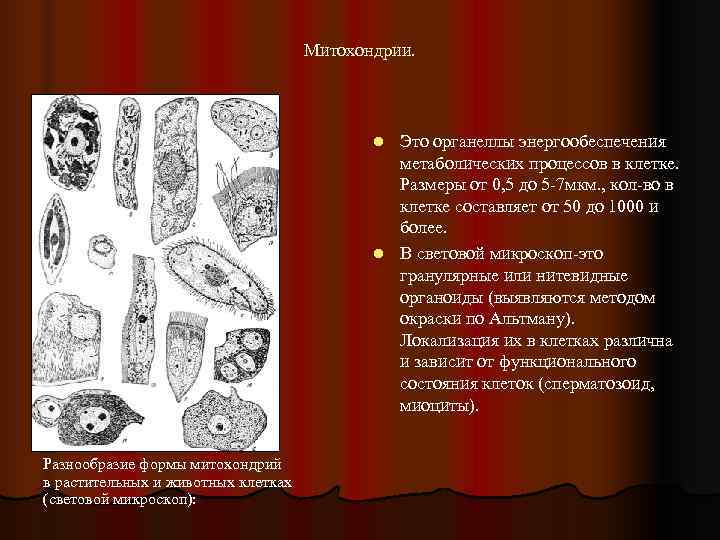       Митохондрии.     l Это органеллы