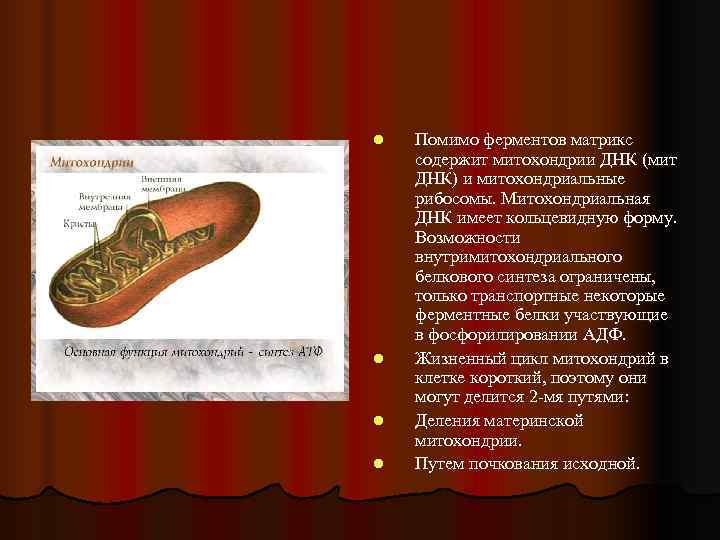 l  Помимо ферментов матрикс содержит митохондрии ДНК (мит ДНК) и митохондриальные рибосомы. Митохондриальная