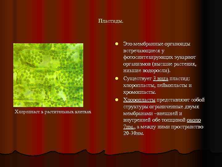       Пластиды.     l Это мембранные