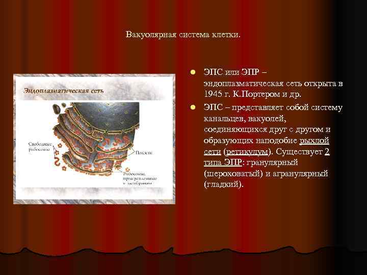 Вакуолярная система клетки.    l ЭПС или ЭПР –   эндоплазматическая