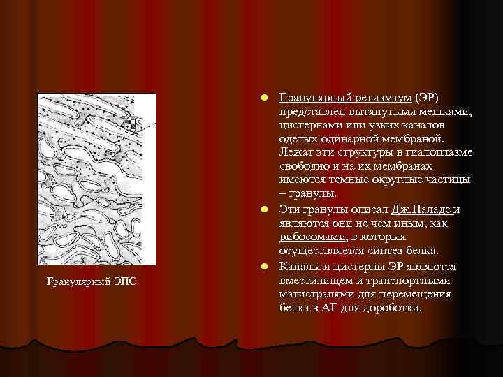    l Гранулярный ретикулум (ЭР)     представлен вытянутыми мешками,