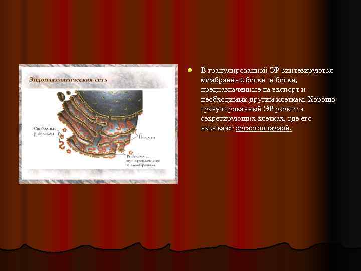 l  В гранулированной ЭР синтезируются мембранные белки и белки, предназначенные на экспорт и