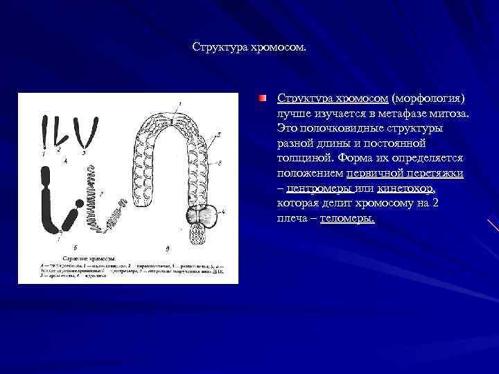 Структура хромосом.    Структура хромосом (морфология)    лучше изучается в