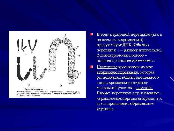 Тело хромосомы. Хромосома постоянна благодаря каким процессам. Чем больше хромосом тем лучше или наоборот.