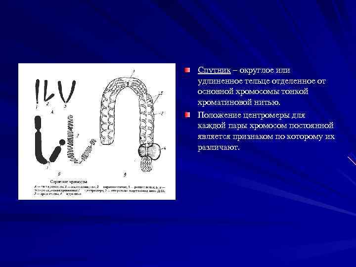 Спутник – округлое или удлиненное тельце отделенное от основной хромосомы тонкой хроматиновой нитью. Положение