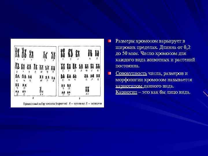 Характеристика хромосом. Размеры хромосом. Длина хромосомы. Диаметр хромосомы. Параметры хромосом человека таблица.