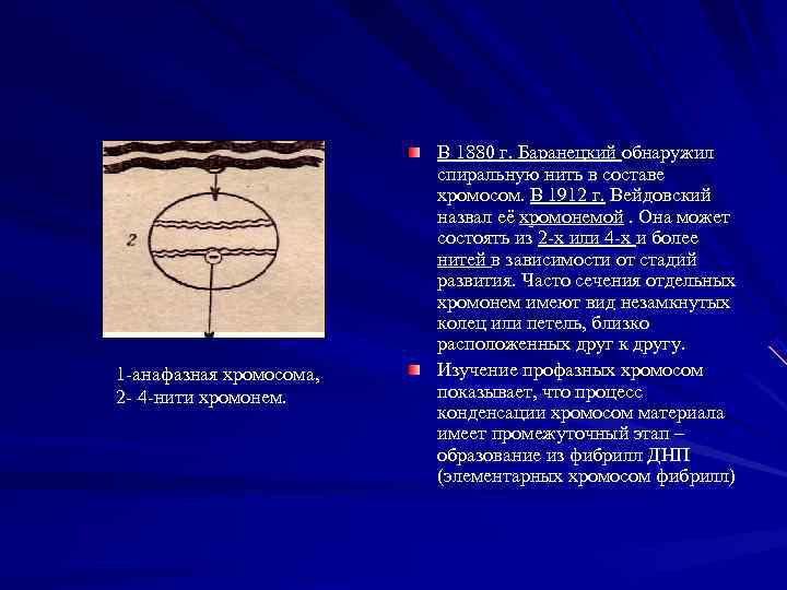      В 1880 г. Баранецкий обнаружил    