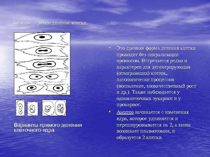 Амитоз – прямое деление клетки.    • Это древняя форма деления клетки