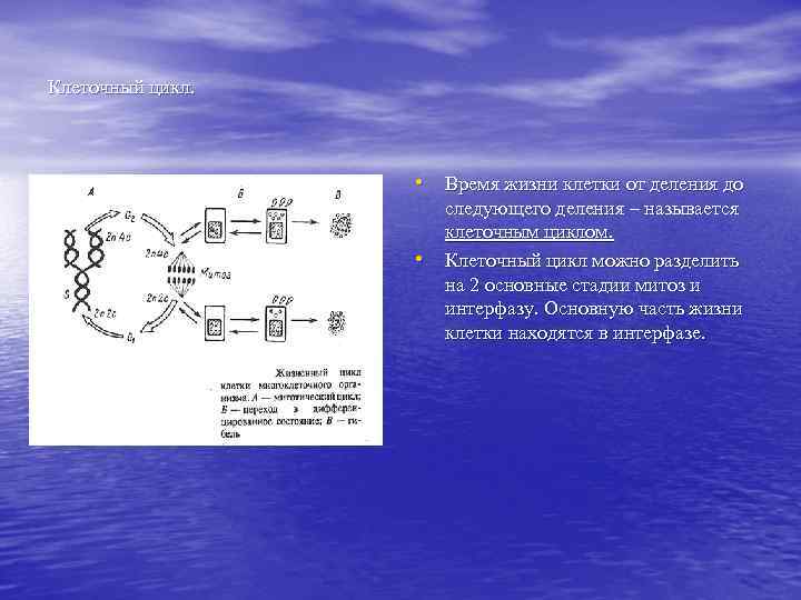 Клеточный цикл.    • Время жизни клетки от деления до  