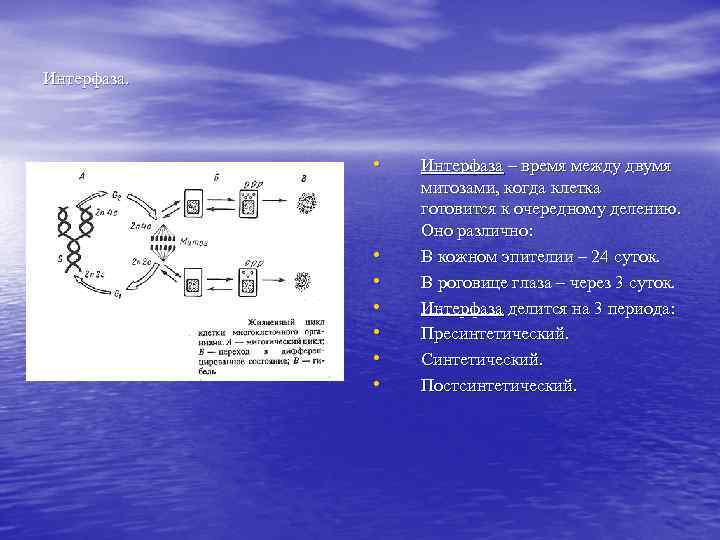 Интерфаза.    •  Интерфаза – время между двумя   митозами,