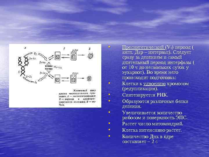  •  Пресинтетический (У 1) период ( англ. Дар – интервал). Следует сразу