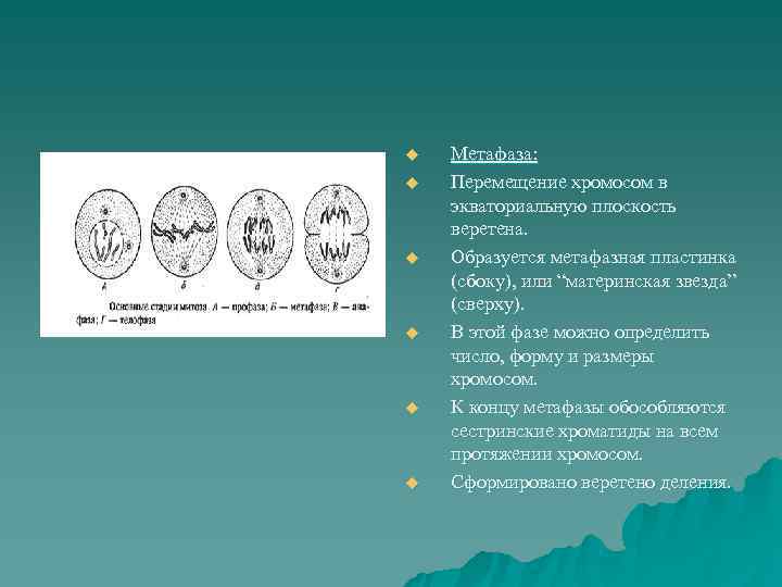 u  Метафаза: u  Перемещение хромосом в экваториальную плоскость веретена. u  Образуется