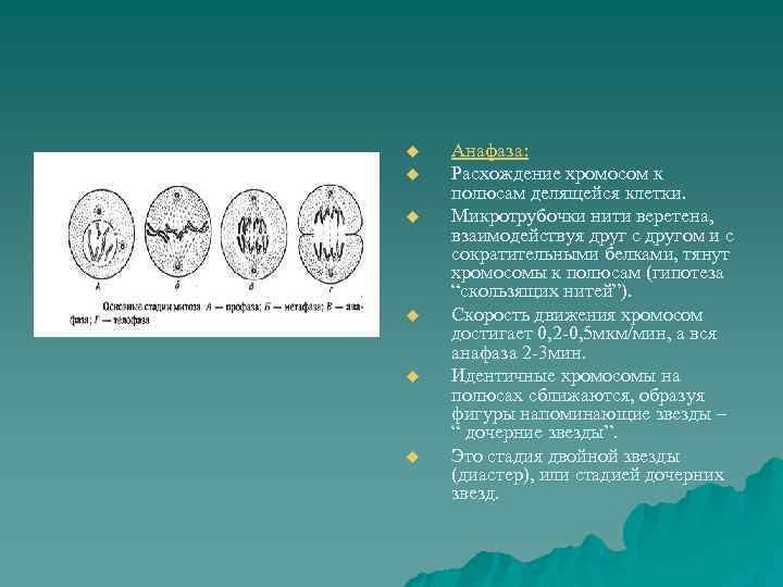u  Анафаза: u  Расхождение хромосом к полюсам делящейся клетки. u  Микротрубочки
