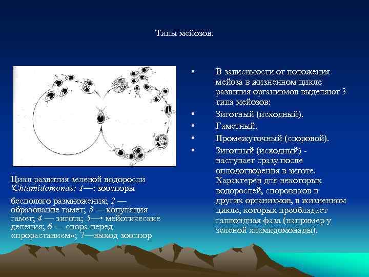        Типы мейозов.     •