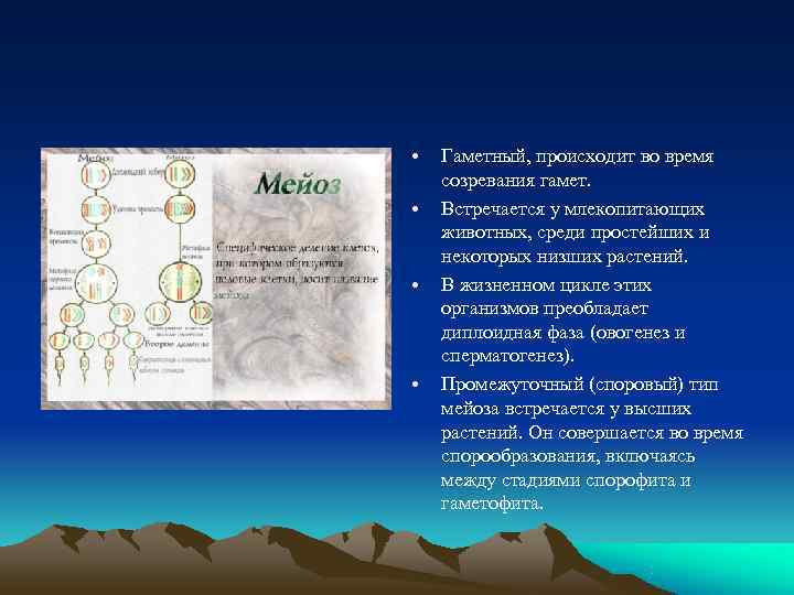  •  Гаметный, происходит во время созревания гамет.  •  Встречается у