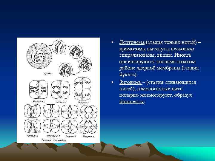  •  Лептонема (стадия тонких нитей) – хромосомы вытянуты несколько спирализованы, видны. Иногда