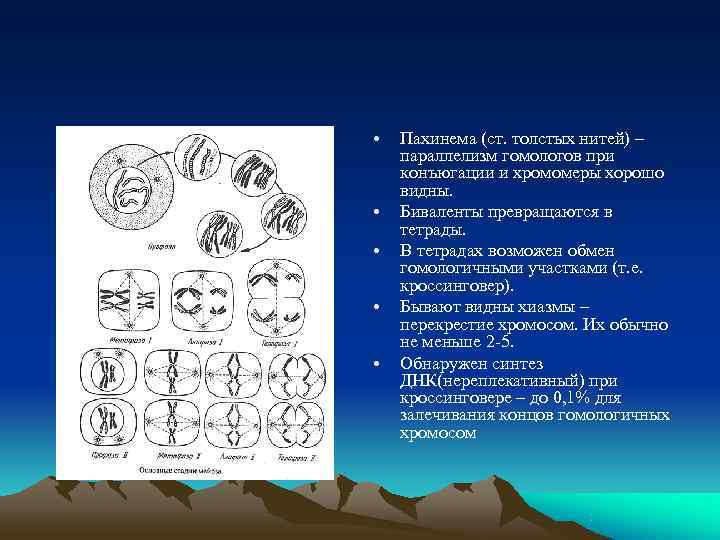  •  Пахинема (ст. толстых нитей) – параллелизм гомологов при конъюгации и хромомеры