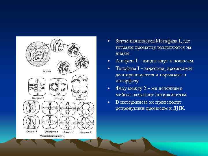  •  Затем начинается Метафаза I, где тетрады хроматид разделяются на диады. 