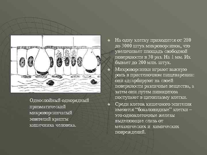      u  На одну клетку приходится от 280 