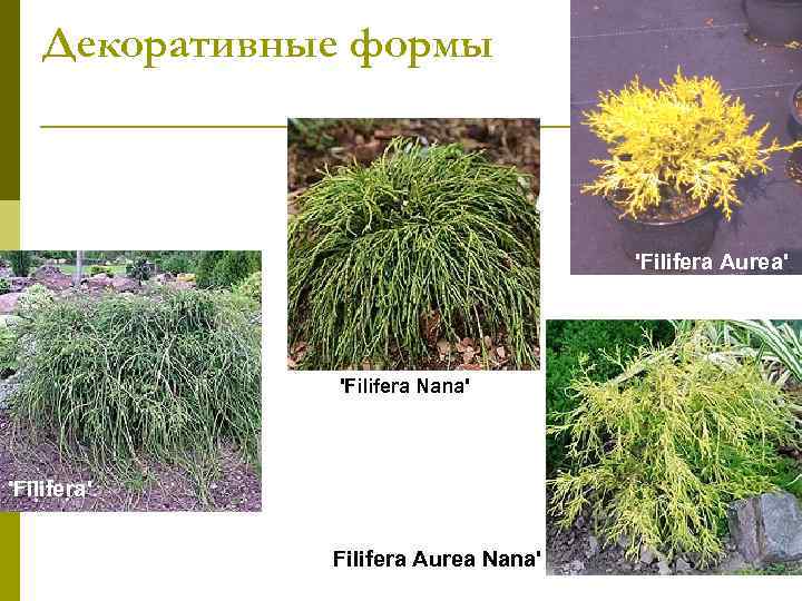   Декоративные формы       'Filifera Aurea'  