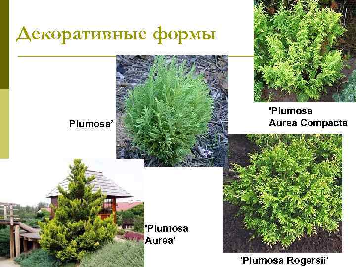 Декоративные формы       'Plumosa’    Aurea Compacta'