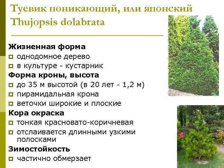 Туевик поникающий, или японский Thujopsis dolabrata Жизненная форма p однодомное дерево p в культуре