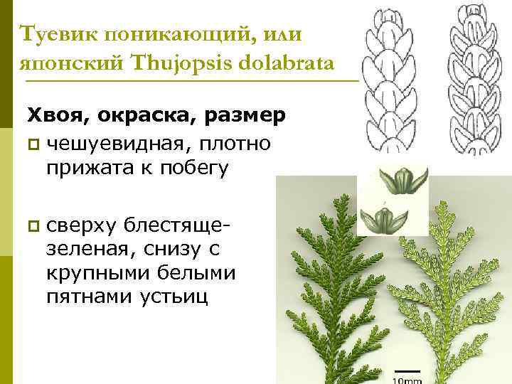 Туевик поникающий, или японский Thujopsis dolabrata Хвоя, окраска, размер p чешуевидная, плотно  прижата