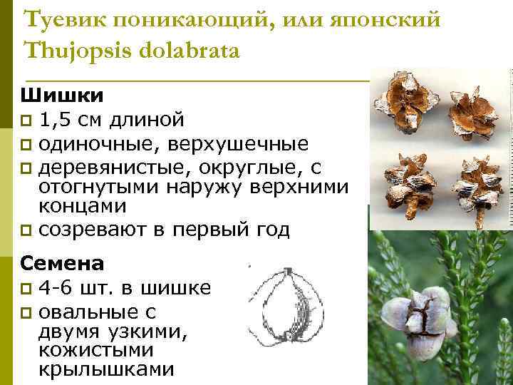 Туевик поникающий, или японский Thujopsis dolabrata Шишки p 1, 5 см длиной p одиночные,