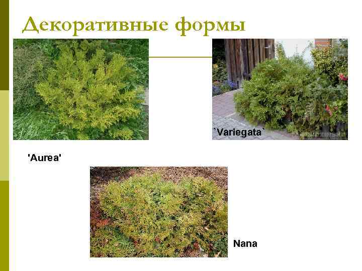 Декоративные формы    `Variegata` 'Aurea'    Nana 