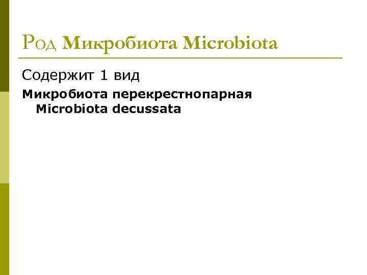 Род Микробиота Microbiota Содержит 1 вид Микробиота перекрестнопарная Microbiota decussata 