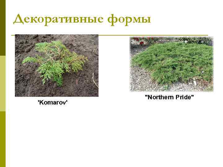 Декоративные формы     