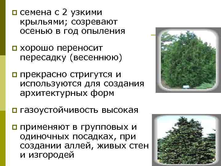 p  семена с 2 узкими крыльями; созревают осенью в год опыления p 