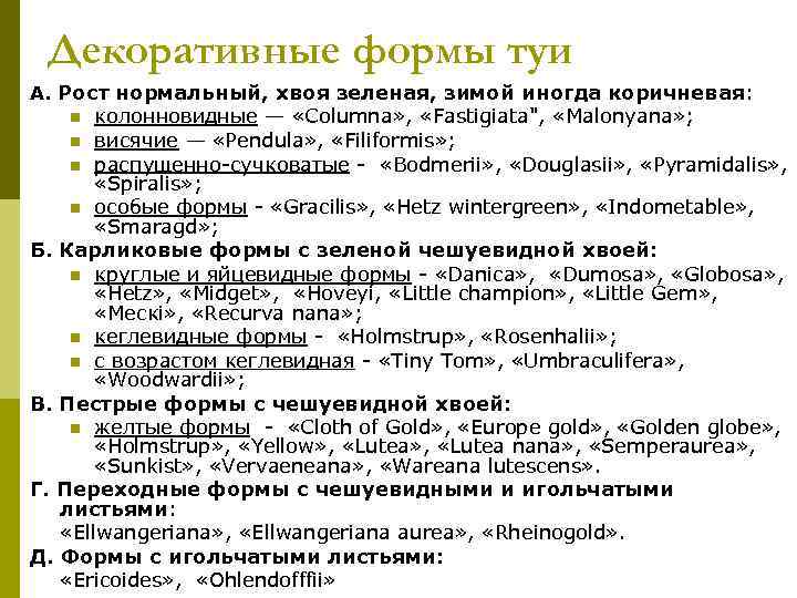  Декоративные формы туи А. Рост нормальный, хвоя зеленая, зимой иногда коричневая: n 