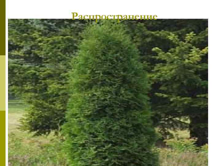 Распространение 