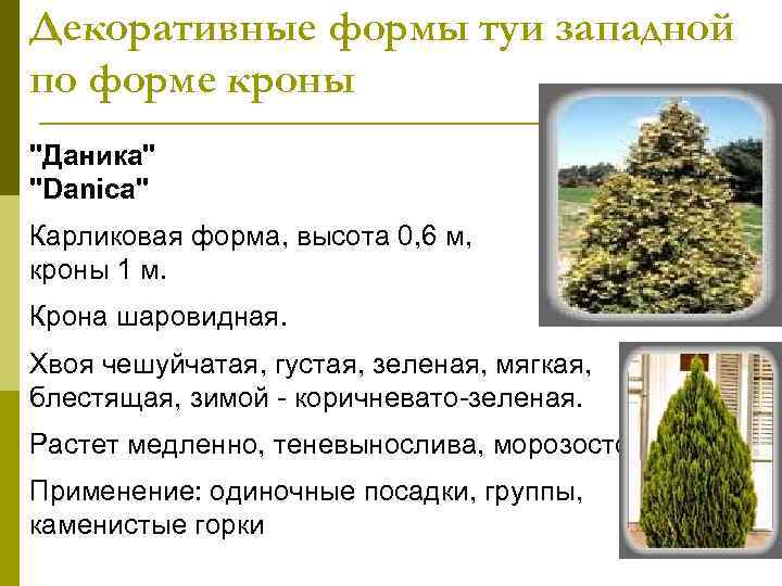 Декоративные формы туи западной по форме кроны 