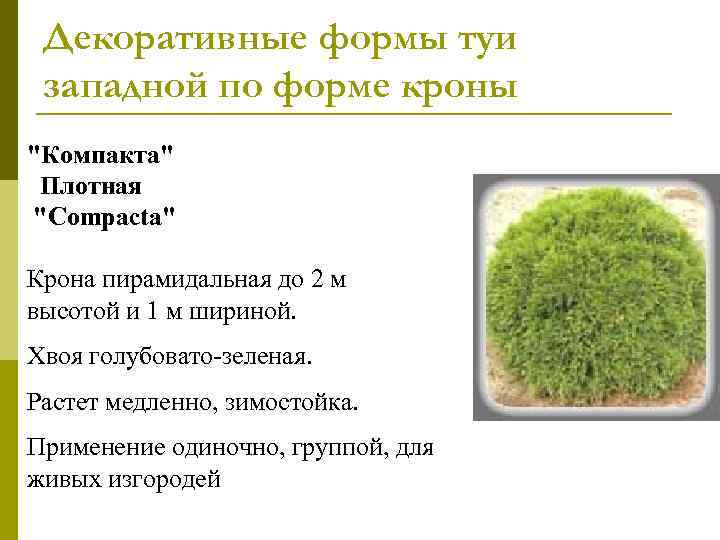  Декоративные формы туи западной по форме кроны 