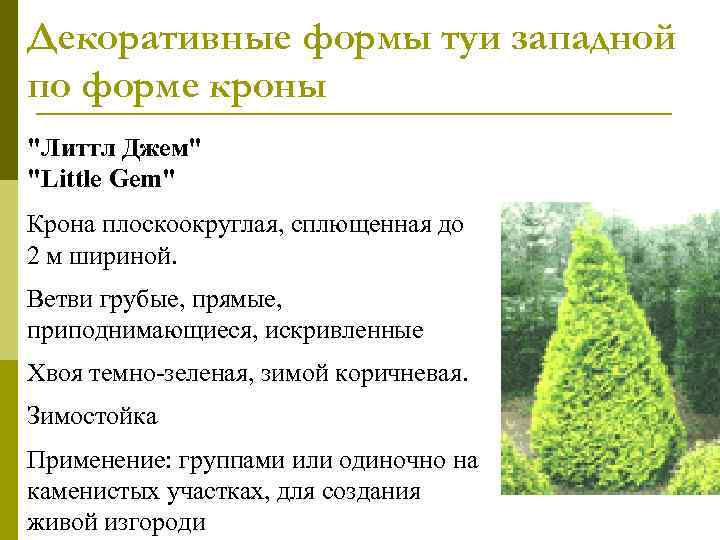 Декоративные формы туи западной по форме кроны 