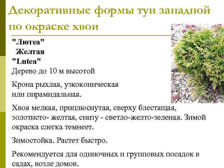 Декоративные формы туи западной по окраске хвои 