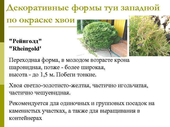 Декоративные формы туи западной по окраске хвои 