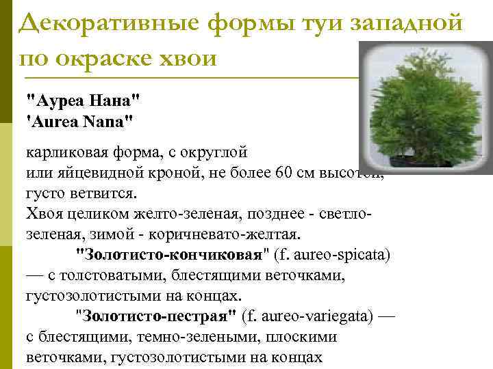 Декоративные формы туи западной по окраске хвои 
