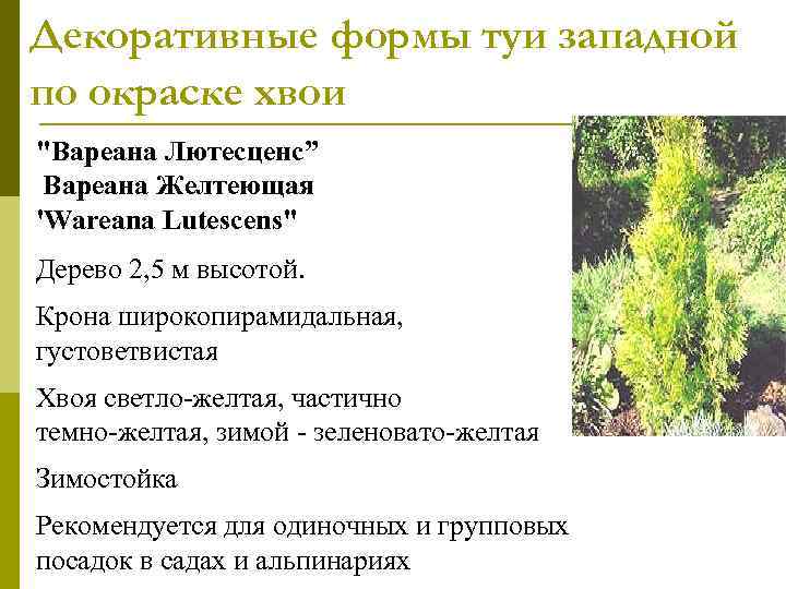 Декоративные формы туи западной по окраске хвои 