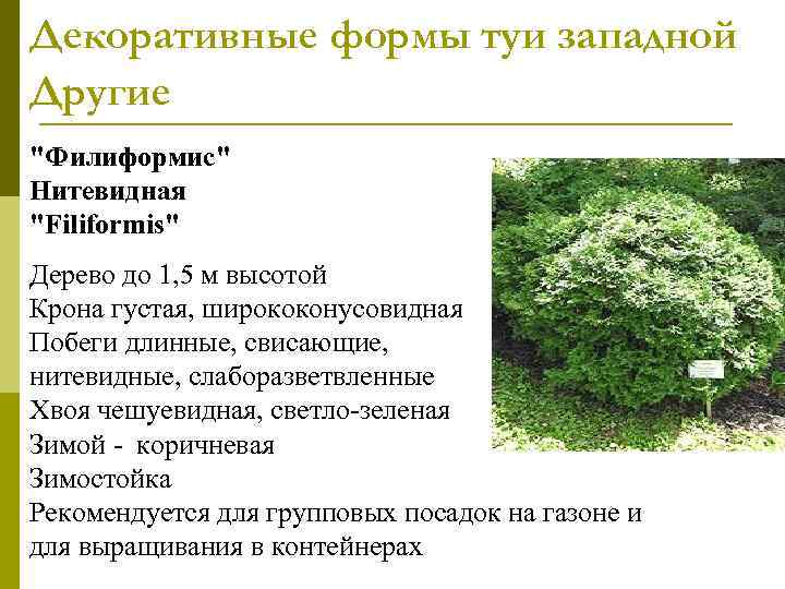 Декоративные формы туи западной Другие 